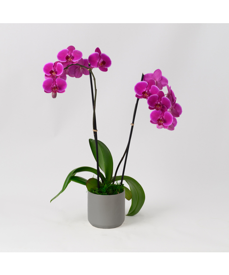 Double Stem Purple Orchids Garden