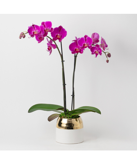Deluxe Double Purple Phalaenopsis