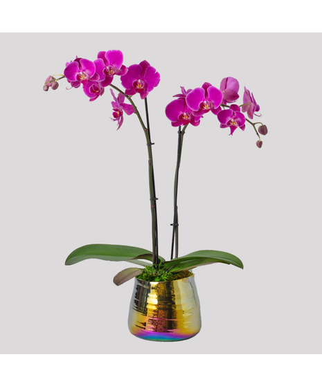 Double Stem Purple Orchids Garden