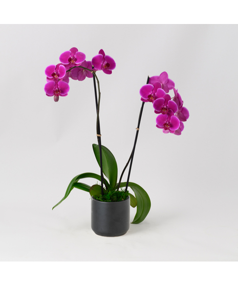 Double Purple Phalaenopsis
