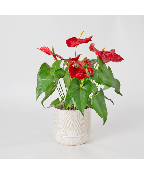 The Red Anthurium flowering plant makes a perfect house plant. 