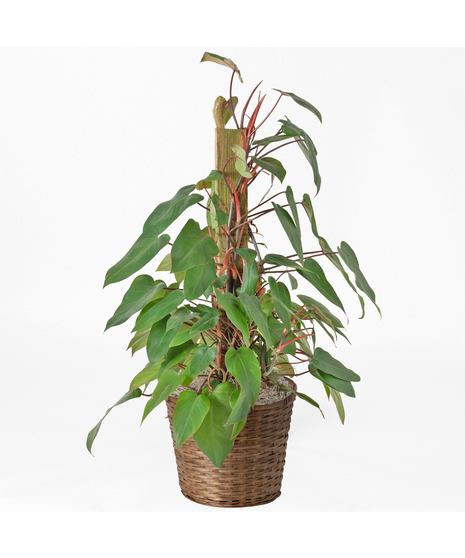 The Red Emerald Philodendron is a striking tropical plant known for its deep green leaves and vibrant red stems.
