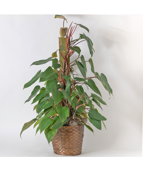 Medium Red Emerald Philodendron