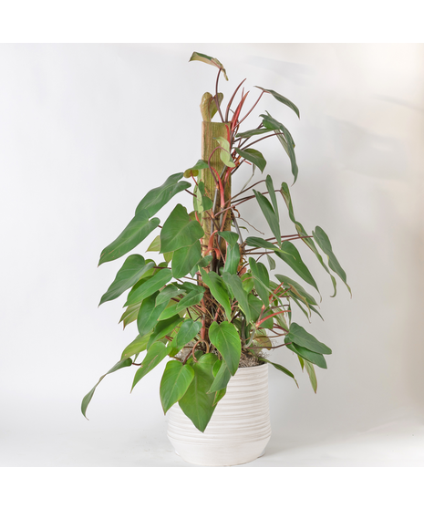 Medium Red Emerald Philodendron