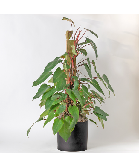 The Red Emerald Philodendron is a striking tropical plant known for its deep green leaves and vibrant red stems.
