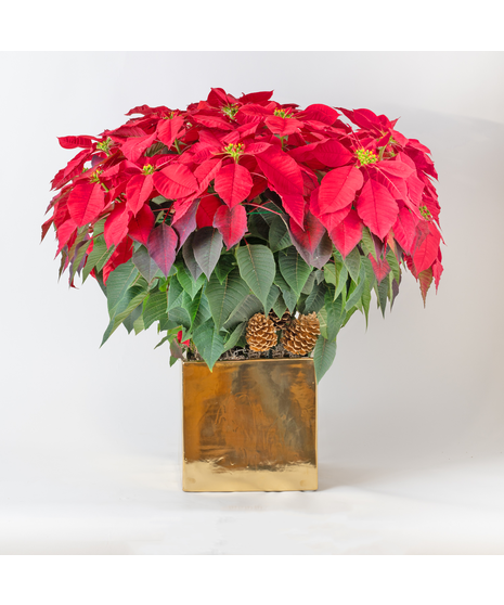 Freytag's Florist 10