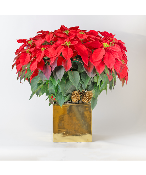 Voluminous Luxury Red Poinsettia