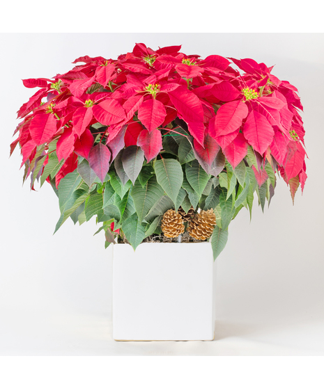 Voluminous Luxury Red Poinsettia