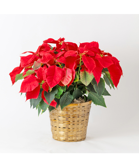 Medium Red Poinsettia