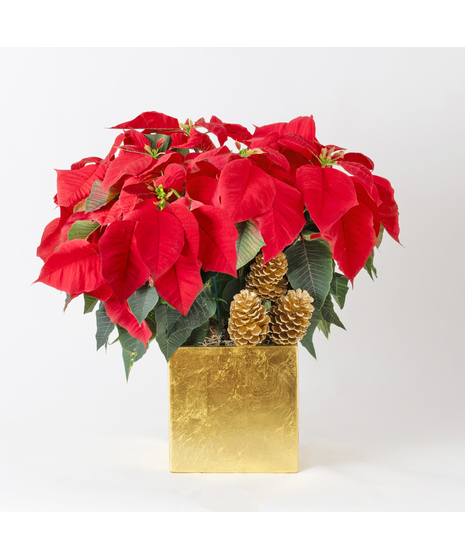 Luxury Medium Red Poinsettia