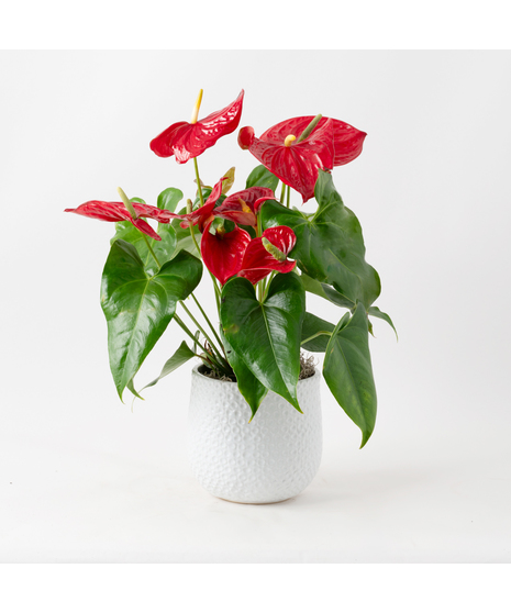 The Red Anthurium flowering plant makes a perfect house plant. 