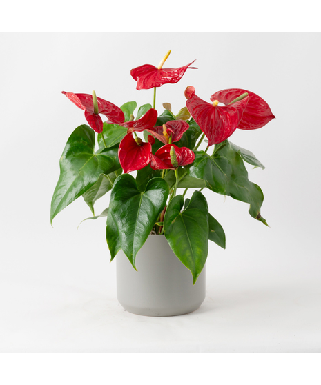 The Red Anthurium flowering plant makes a perfect house plant. 