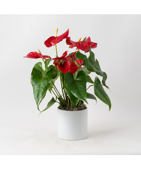 The Red Anthurium flowering plant makes a perfect house plant. 