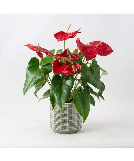 The Red Anthurium flowering plant makes a perfect house plant. 