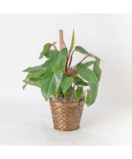 Red Emerald Philodendron