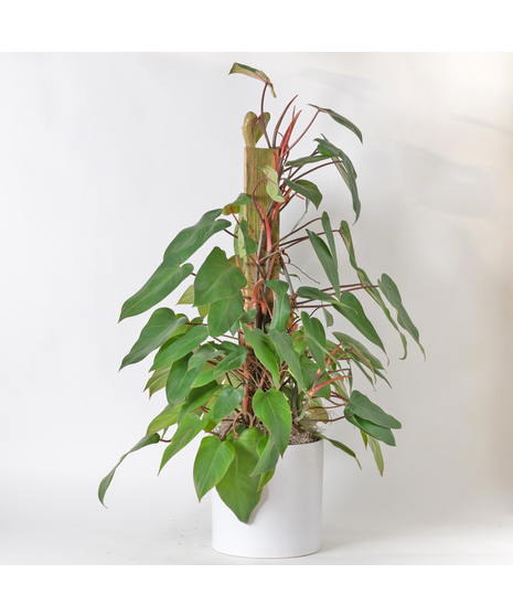 The Red Emerald Philodendron is a striking tropical plant known for its deep green leaves and vibrant red stems.