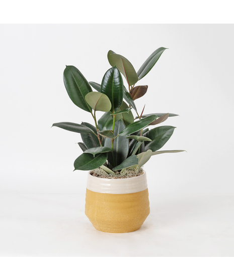 The Ficus Rubber Plant is a timeless favorite, admired for its glossy, deep green leaves and strong, upright growth that brings a touch of modern elegance to any space. 