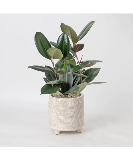 The Ficus Rubber Plant is a timeless favorite, admired for its glossy, deep green leaves and strong, upright growth that brings a touch of modern elegance to any space. 