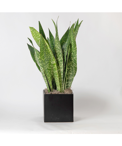Snake Plant is part of the Asparagaceae family and is commonly known as Sansevieria trifasciata, Saint George's sword, and viper's bowstring hemp. 