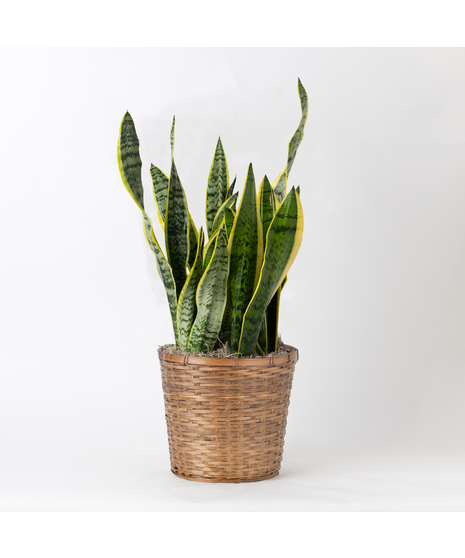 Snake Plant is part of the Asparagaceae family and is commonly known as Sansevieria trifasciata, Saint George's sword, and viper's bowstring hemp. 