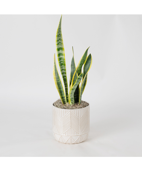The Snake Plant, a member of the Asparagaceae family, is scientifically known as Sansevieria trifasciata.