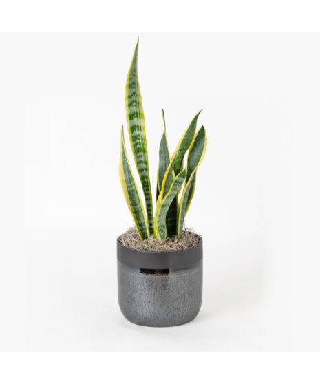 The Snake Plant, a member of the Asparagaceae family, is scientifically known as Sansevieria trifasciata.