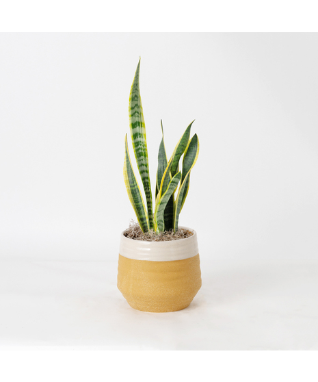 The Snake Plant, a member of the Asparagaceae family, is scientifically known as Sansevieria trifasciata.