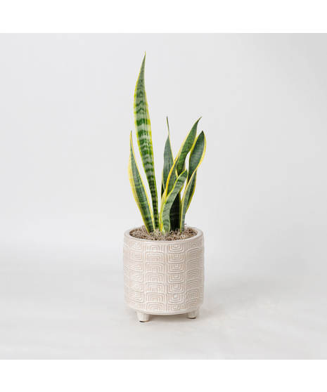 Deluxe Snake Plant
