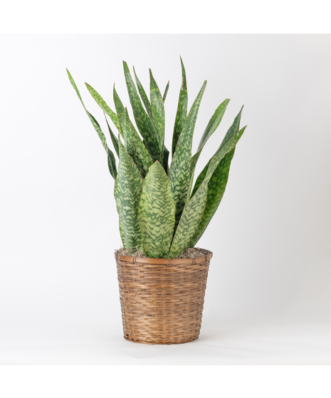 Large Snake Plant