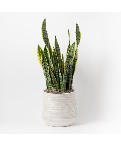 Snake Plant is part of the Asparagaceae family and is commonly known as Sansevieria trifasciata, Saint George's sword, and viper's bowstring hemp. 