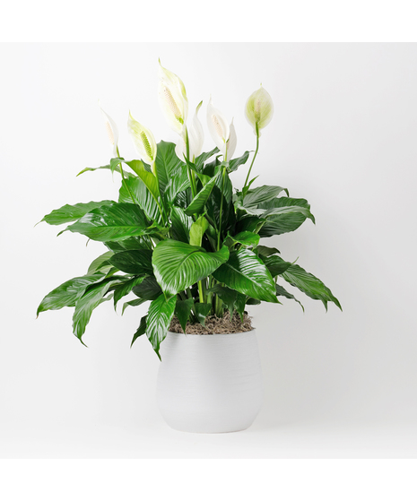 Green Plants