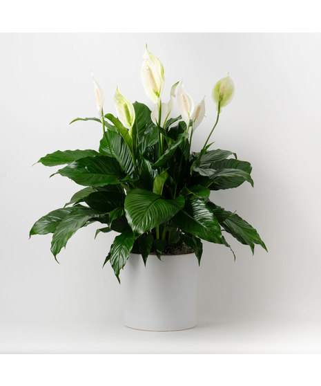 Medium Fiddle-leaf Fig plant with unique green leaves and basket planter