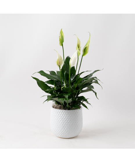 Deluxe Spathiphyllum Plant