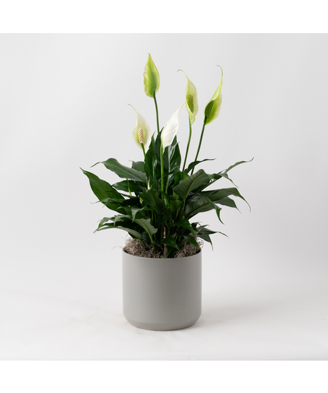 Peace Lilies are popular indoor plants, appreciated for their lush green leaves and white, flag-like flowers. 