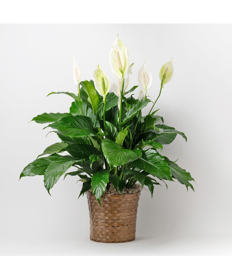 Medium Spathiphyllum Plant