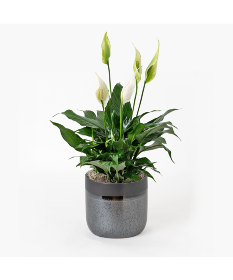 Peace Lilies are popular indoor plants, appreciated for their lush green leaves and white, flag-like flowers. 