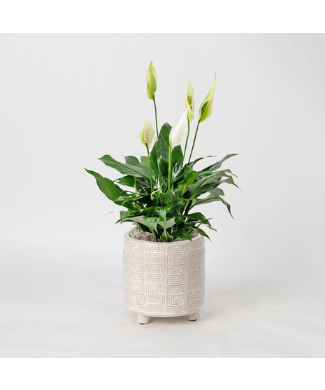 Peace Lilies are popular indoor plants, appreciated for their lush green leaves and white, flag-like flowers. 