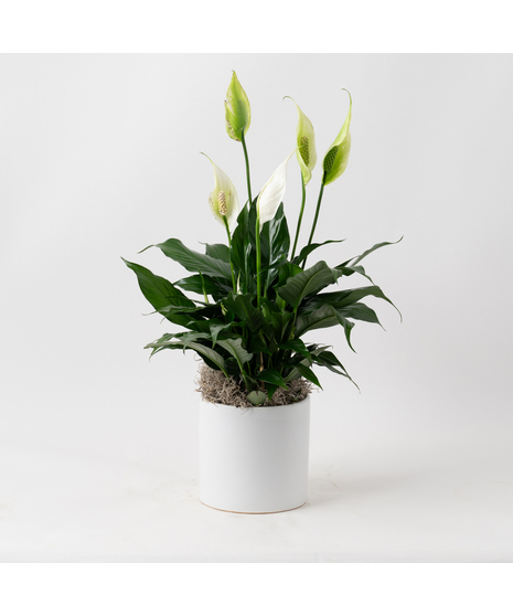 Peace Lilies are popular indoor plants, appreciated for their lush green leaves and white, flag-like flowers. 