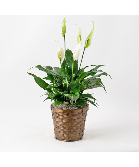 Spathiphyllum Plant