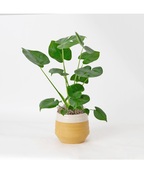 The Split Leaf Philodendron (Monstera deliciosa) is an exceptional indoor plant known for its impressive, uniquely split leaves.