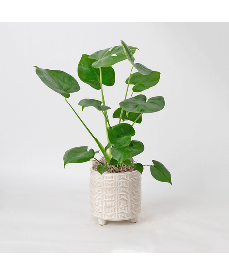 The Split Leaf Philodendron (Monstera deliciosa) is an exceptional indoor plant known for its impressive, uniquely split leaves.