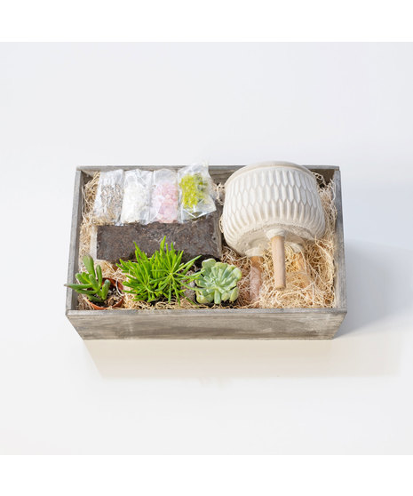 DIY Succulent Garden