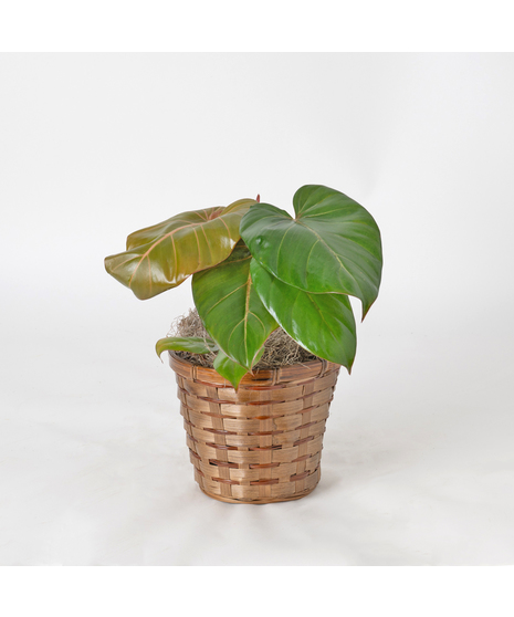 Summer Glory Philodendron