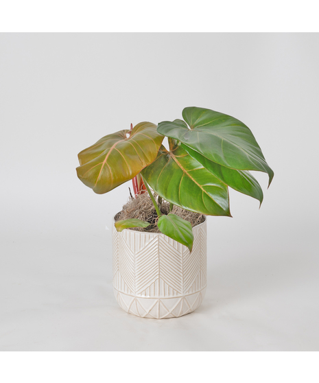 Bring a splash of tropical radiance into your space with our Summer Glory Philodendron.