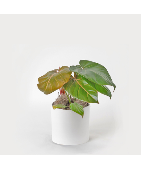 Bring a splash of tropical radiance into your space with our Summer Glory Philodendron.
