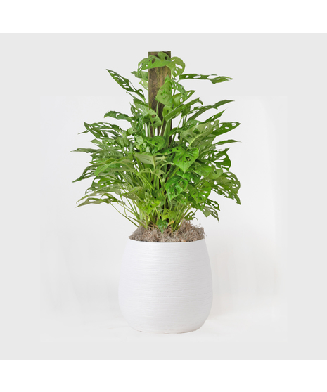 Medium Swiss Cheese Philodendron