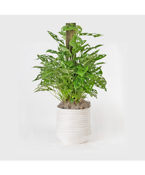 Medium Split-Leaf Plant is known as the swiss cheese plant or monstera deliciosa and is easy-to-care-for. This 8 in. indoor plant is ideal for any space decor.