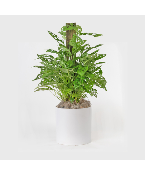Medium Split-Leaf Plant is known as the swiss cheese plant or monstera deliciosa and is easy-to-care-for. This 8 in. indoor plant is ideal for any space decor.