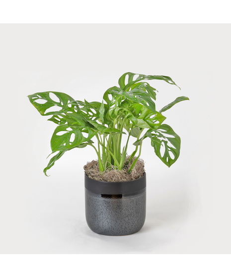 The Swiss Cheese Philodendron, also known as Monstera adansonii, is beloved for its unique, eye-catching foliage.