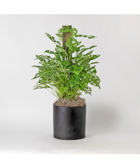 Medium Swiss Cheese Philodendron